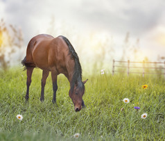 绿草草原上的马匹