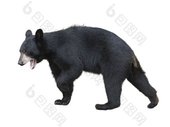 凶猛的大黑熊摄影图