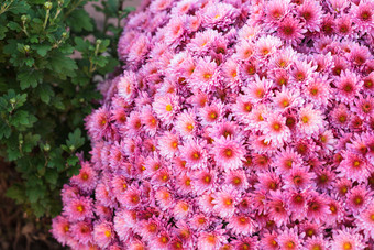 清新粉色的花丛摄影图