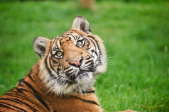 清新在草地上的大老虎摄影图