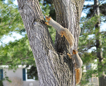 暗色调爬树的松鼠摄影图