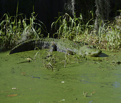 池塘中的绿色鳄鱼
