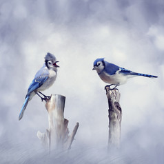 蓝色调漂亮的鸟儿摄影图