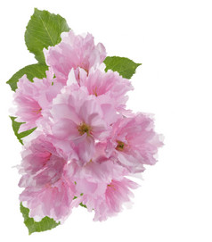 春天娇艳的粉色花朵