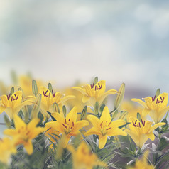 盛开的大自然黄花