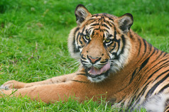 清新在草地中的大老虎摄影图