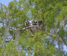 绿色调在树上的猫头鹰摄影图