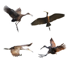 展翅飞翔的猎鸟摄影图