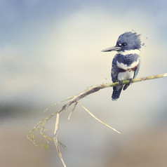 草枝上的蓝色小鸟