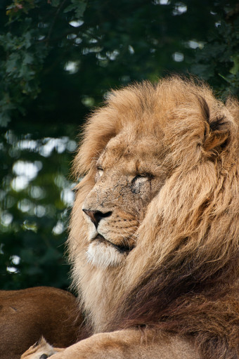 野生动物狮子摄影图