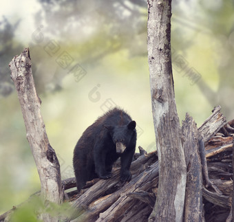 树干上的黑熊摄影图