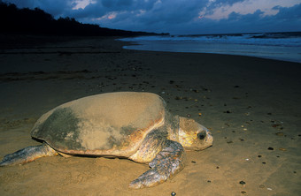 夜晚海滩上行走的海龟