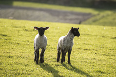牧场两只可爱小羊