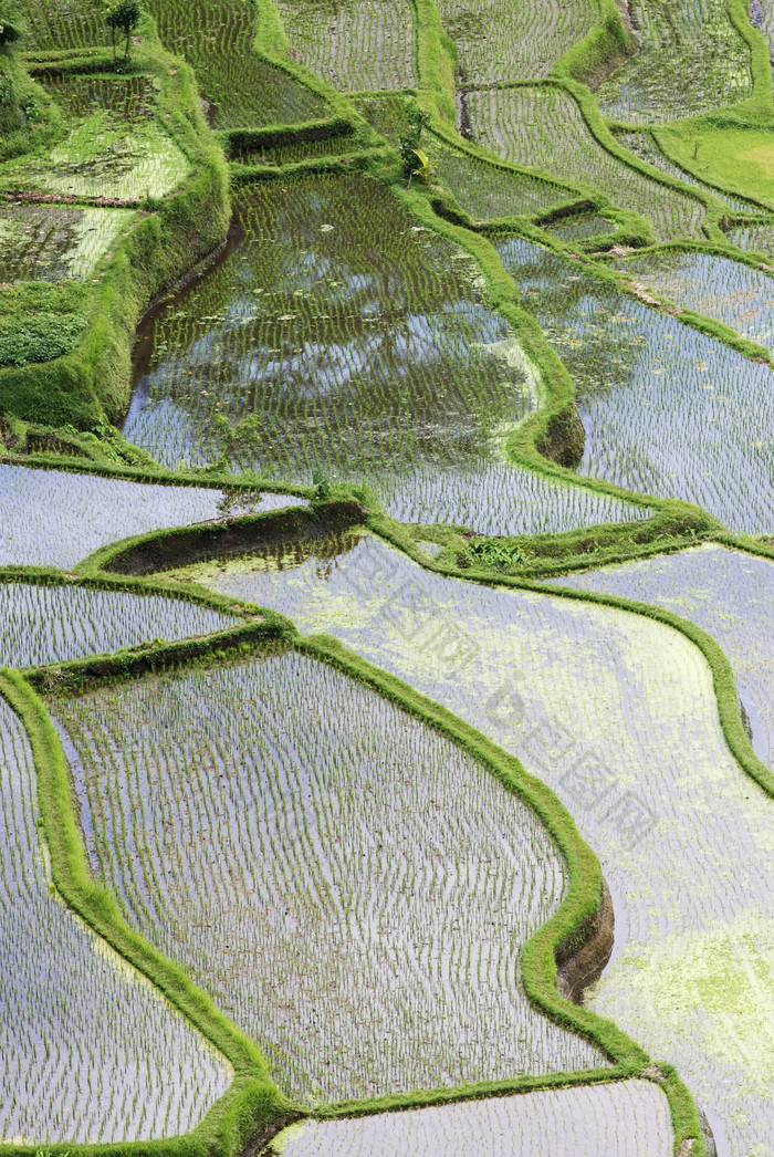 水稻种植田地摄影图