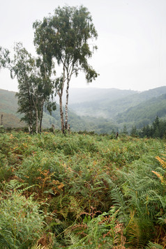 山川树木自然风景