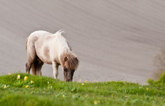 草地上吃草的小马