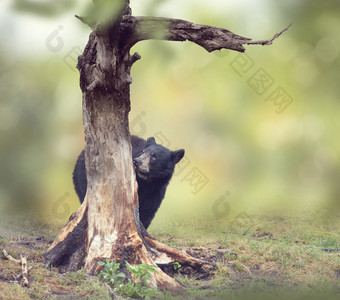 抱着树干的<strong>黑熊</strong>摄影图