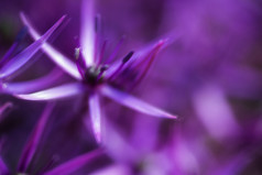 紫色调花朵摄影图