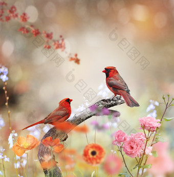 鲜花树枝上的红色小鸟