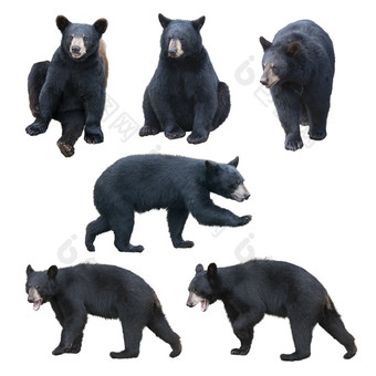 各种造型的黑熊摄影图