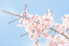 盛开的樱花花枝摄影图