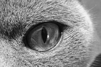 暗色调宠物猫<strong>眼睛</strong>摄影图