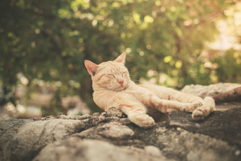 在石头上睡觉的小猫摄影图