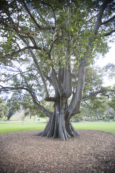 深色调一棵粗壮大树摄影图