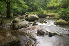 森林中流动的河流和石头