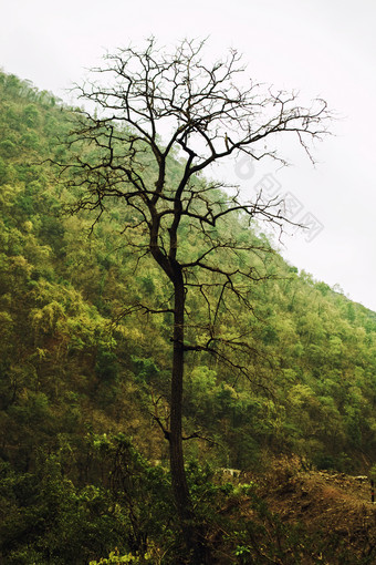 简约山坡上的<strong>枯树</strong>摄影图