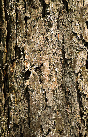 粗糙的<strong>树木</strong>树皮摄影图