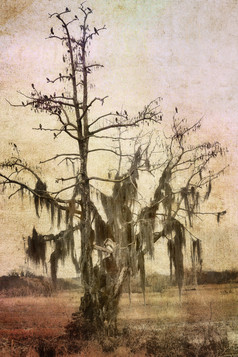 暗色调一棵枯树摄影图