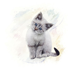 水彩白色小猫摄影图