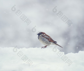 下雪时站在雪上的<strong>麻雀</strong>