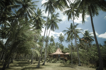 巴厘岛<strong>椰树</strong>植物风景