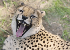 嘶吼的动物豹子摄影图