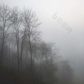 起雾霾的山林树木