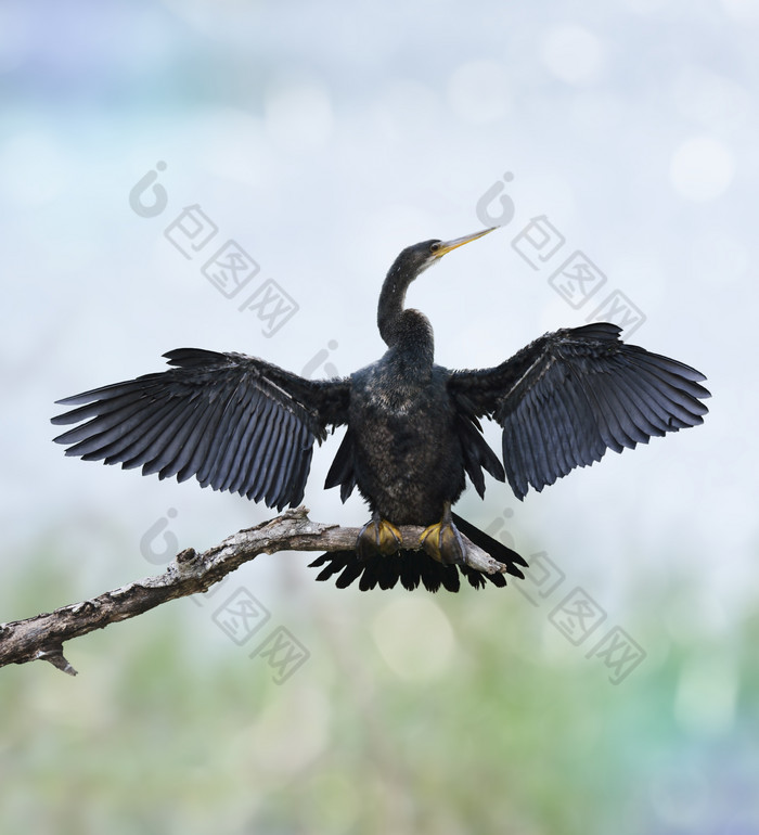 树枝展翅的黑鸟摄影图