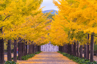 秋季银杏树风景摄影图