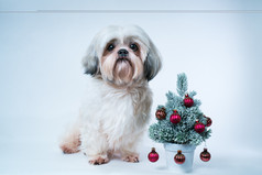 蓝色在圣诞节的可爱小狗摄影图