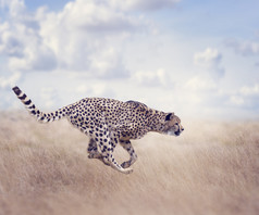 小清新奔跑的豹子摄影图