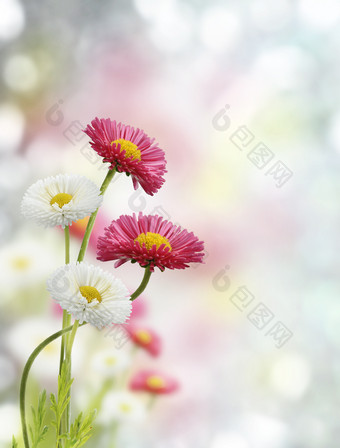 开花的<strong>雏菊</strong>花朵摄影图