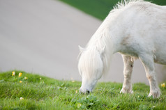 吃草的白色野马摄影图