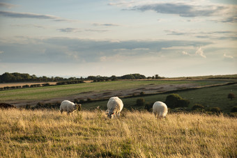 草地上放牧的羊群摄影图