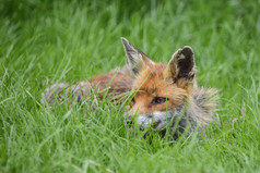 草地上的一只狐狸摄影图