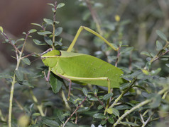 草上的绿色蚂蚱摄影图