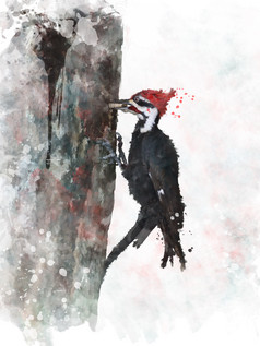 水彩黑色啄木鸟摄影图