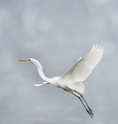 展翅翱翔的白鹭摄影图