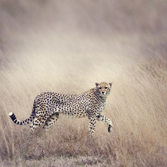 奔跑的豹子摄影图