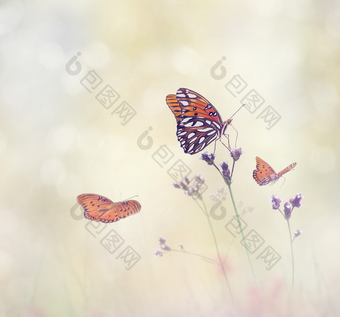 飞舞的美丽蝴蝶摄影图